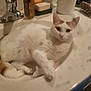 cat, bathroom, sink, white_cat, orange_cat, pet, animal, domestic_cat, fur, whiskers, relaxed, curious, hairbrush, soap, shampoo, paper_towel, countertop, household, indoor, cute