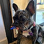 Matilda joined the competition — help win amazing prizes! dog, french_bulldog, brindle, pet_door, rug, collar, tag, indoor, window, sunlight, flag, american_flag_pattern, animal, canine, pet, sitting, curious, ears_up, close_up, matilda