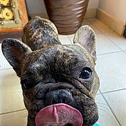 Matilda joined the competition — help win amazing prizes! dog, french_bulldog, tongue, close_up, indoor, tile_floor, pet, cute, brindle, animal, snout, ears, nose, blue_shoe, playful, expression, background, pot, floor, whiskers