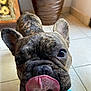 dog, french_bulldog, tongue, close_up, indoor, tile_floor, pet, cute, brindle, animal, snout, ears, nose, blue_shoe, playful, expression, background, pot, floor, whiskers