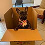 Matilda is registered to the contest to win money with this photo: dog, french_bulldog, cardboard_box, indoor, tile_floor, collar, paw, closed_eyes, furniture, chair, armchair, striped_upholstery, meditative, pet, cute, brown, black, white, peaceful, home