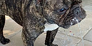 Matilda is registered to the contest to win money with this photo: dog, french_bulldog, brindle, water, drinking, kiddie_pool, outdoor, pet, canine, animal, playful, summer, garden, leafy_plant, concrete_floor, close_up, side_view, young_dog, droplets, tongue
