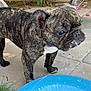 dog, french_bulldog, brindle, water, drinking, kiddie_pool, outdoor, pet, canine, animal, playful, summer, garden, leafy_plant, concrete_floor, close_up, side_view, young_dog, droplets, tongue