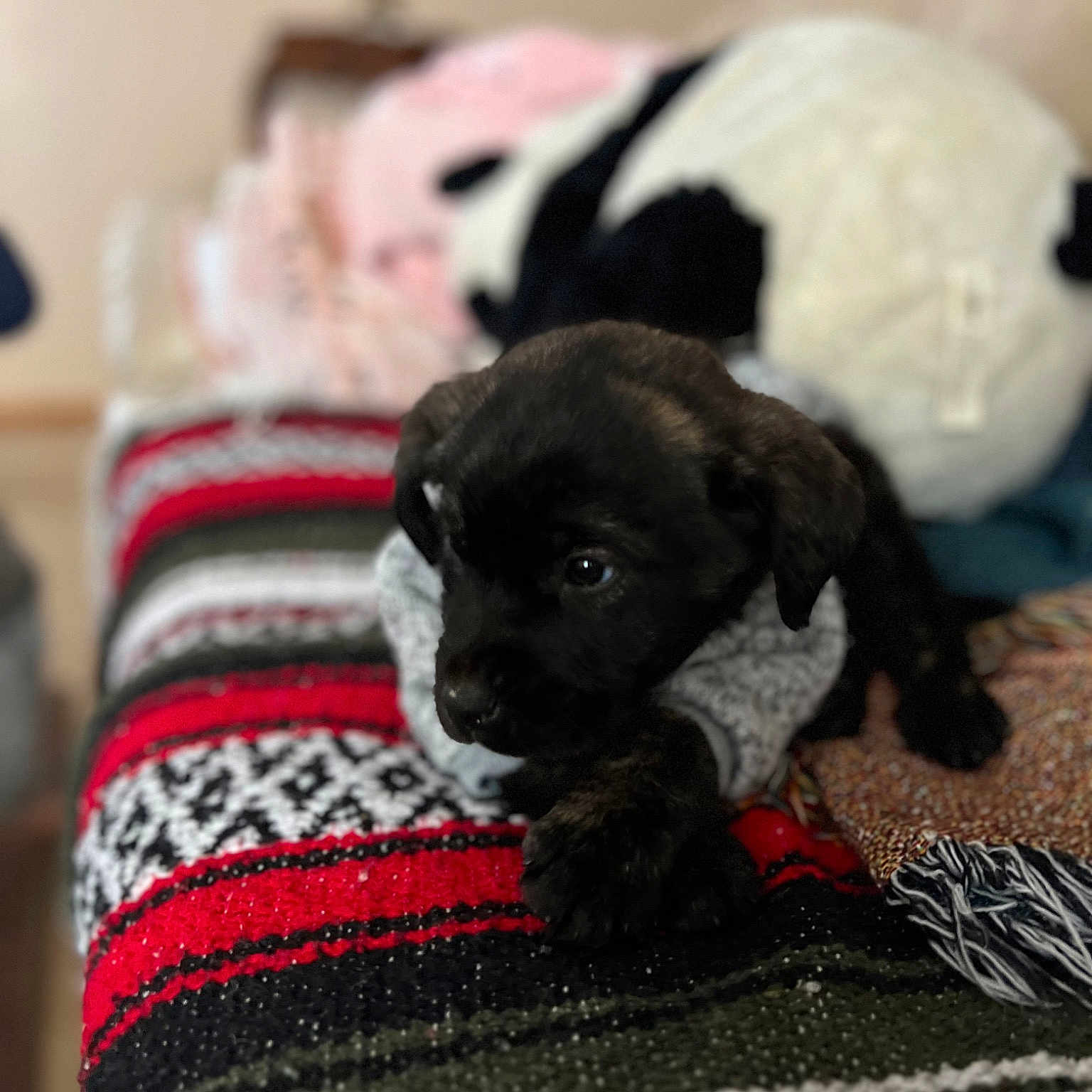 Bubba