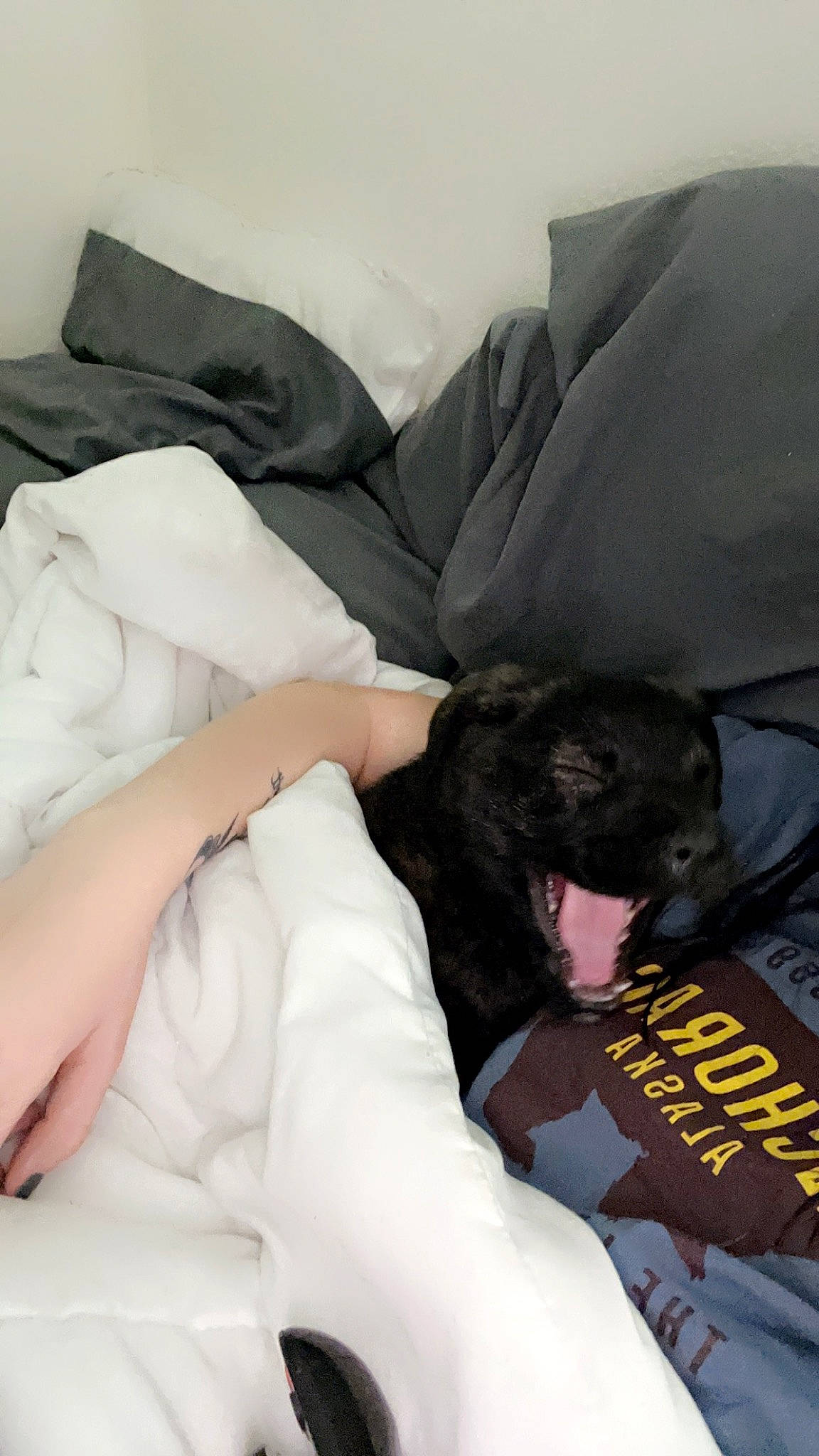 Bubba joined the competition — help win amazing prizes! bedding, bedroom, canidae, carnivore, comfort, companion_dog, couch, dog, dog_breed, dog_supply, duvet, fur, linens, nap, pillow, room, sitting, sporting_group, toy_dog, working_animal