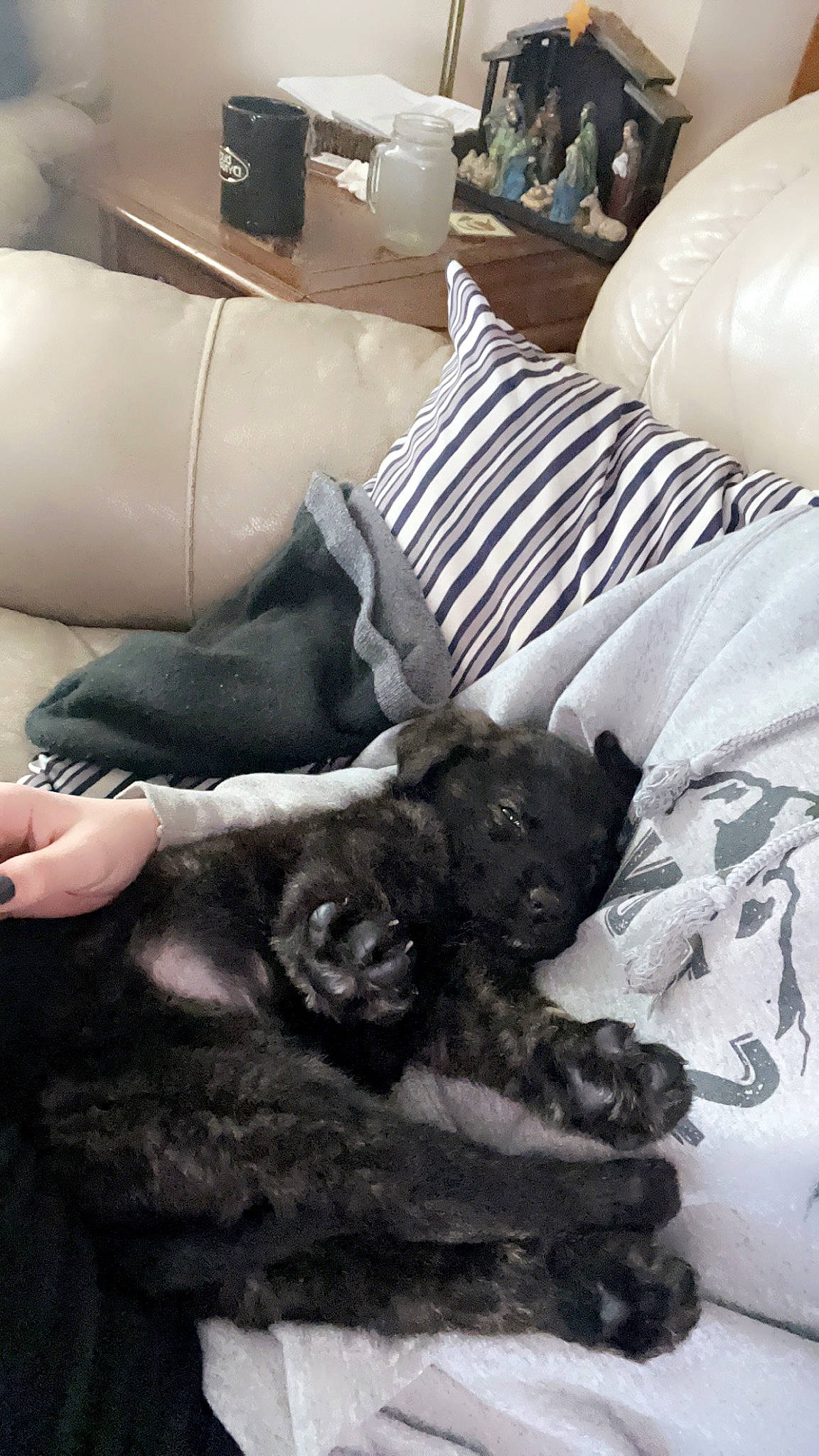 Bubba is registered to the contest to win money with this photo: bedding, canidae, carnivore, chair, comfort, companion_dog, couch, dog, dog_breed, fur, human_leg, lamp, linens, living_room, pillow, room, sitting, sporting_group, wood, working_animal