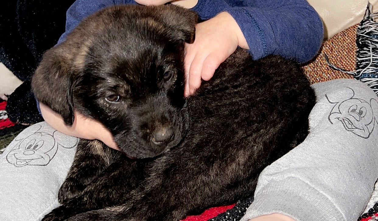 Bubba joined the competition — help win amazing prizes! borador, canidae, carnivore, claw, comfort, companion_dog, dog, dog_breed, fur, gesture, liver, snout, sporting_group, working_animal