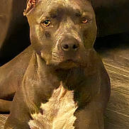 Brucewayne joined the competition — help win amazing prizes! alert, animal, brown_coat, calm, canine, closeup, companion, dog, domestic_animal, ears, floor, indoors, lying_down, muscular, pet, portrait, quiet, side_view, white_chest, wood_floor