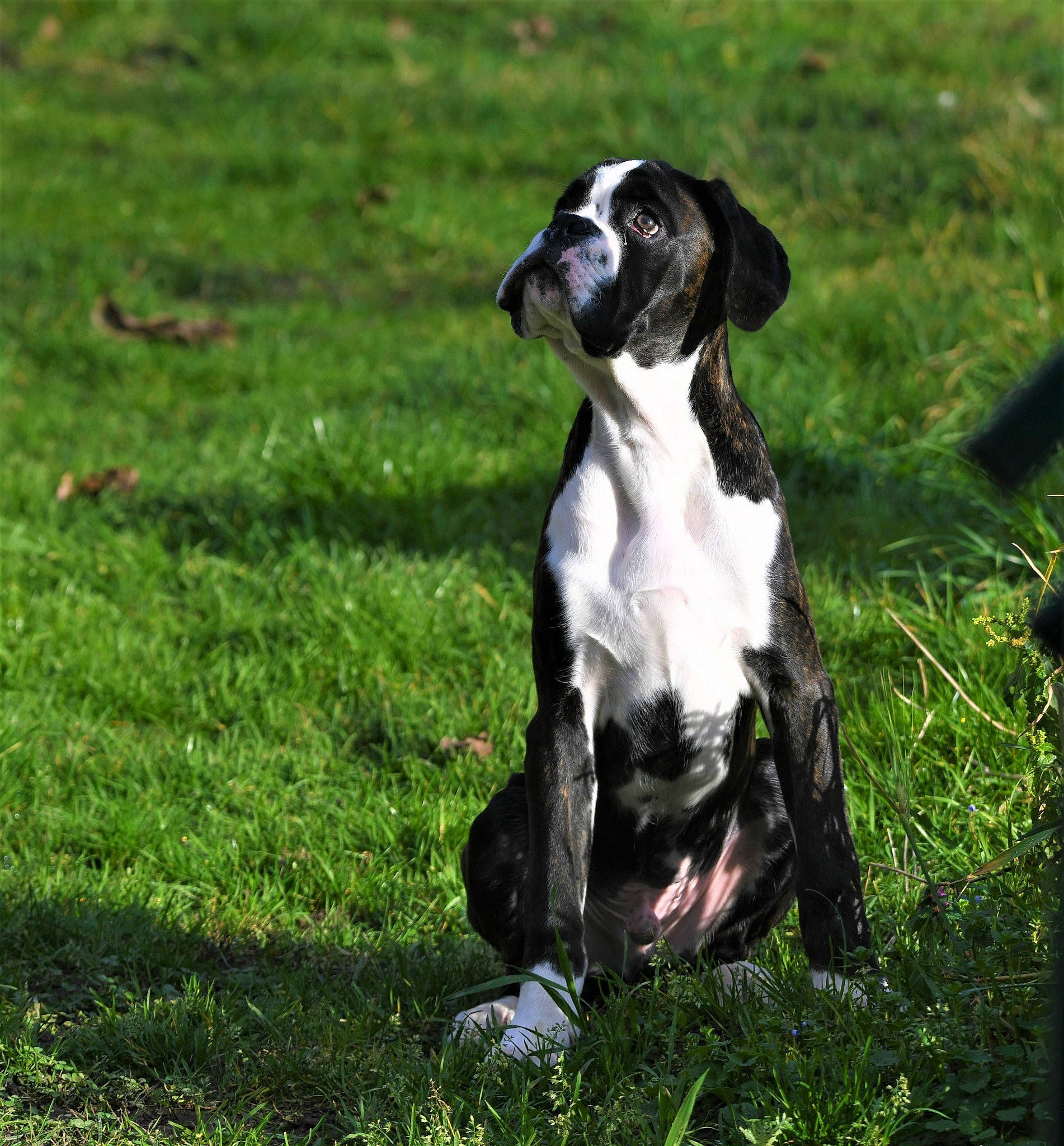 Simba a rejoint le concours — aidez-le/la à gagner de superbes lots ! canidae, carnivore, companion_dog, dog, dog_breed, fawn, grass, grassland, groundcover, lawn, lure_coursing, meadow, non_sporting_group, pasture, snout, sporting_group, tail, terrestrial_animal, working_animal, working_dog
