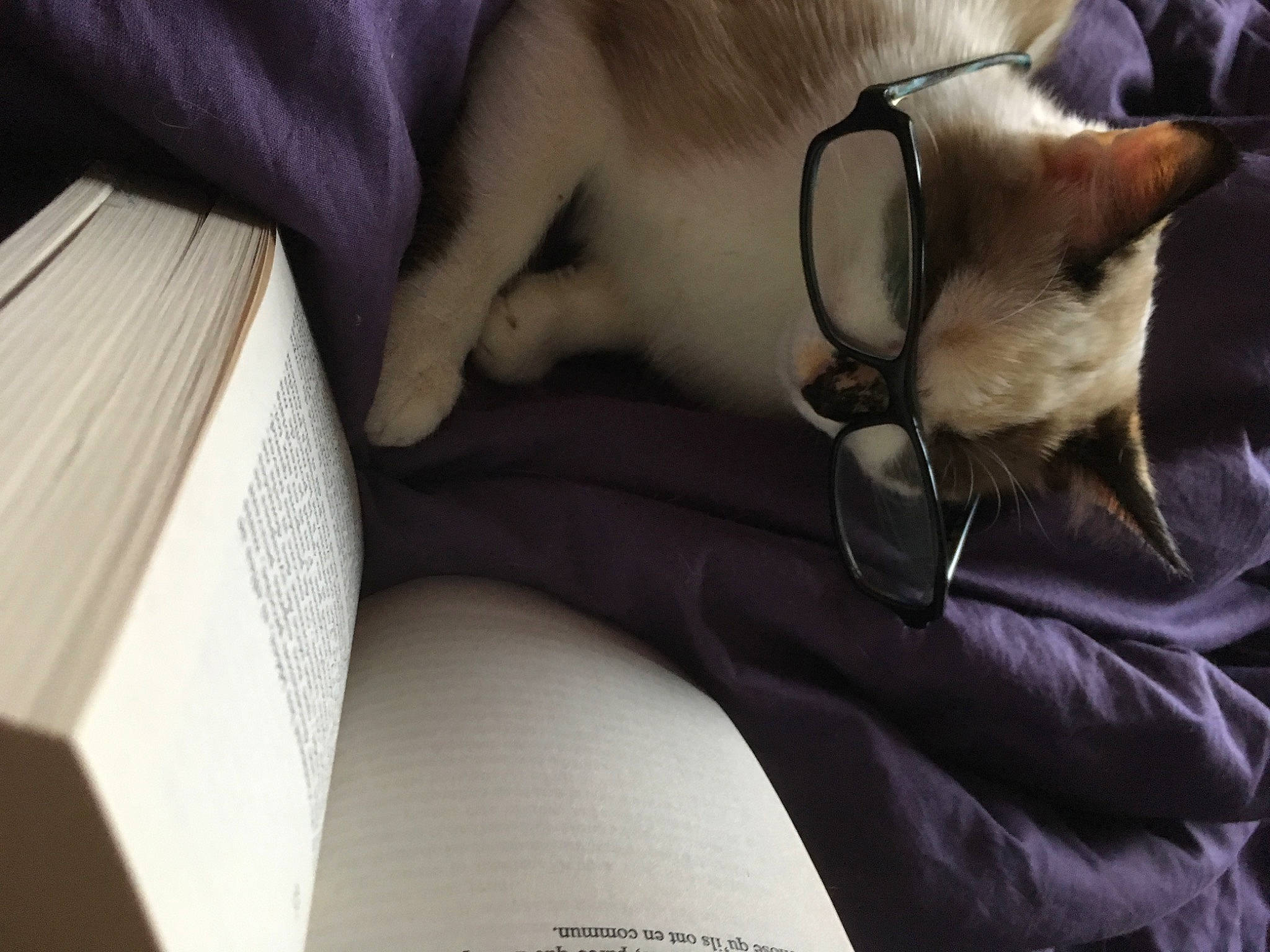 Nin participe au concours pour gagner de l'argent avec cette photo : auto_part, book, car_seat, carnivore, cat, comfort, companion_dog, dog_breed, eyewear, felidae, fur, linens, nap, siamese, sleep, small_to_medium_sized_cats, sporting_group, tail, toy_dog, whiskers