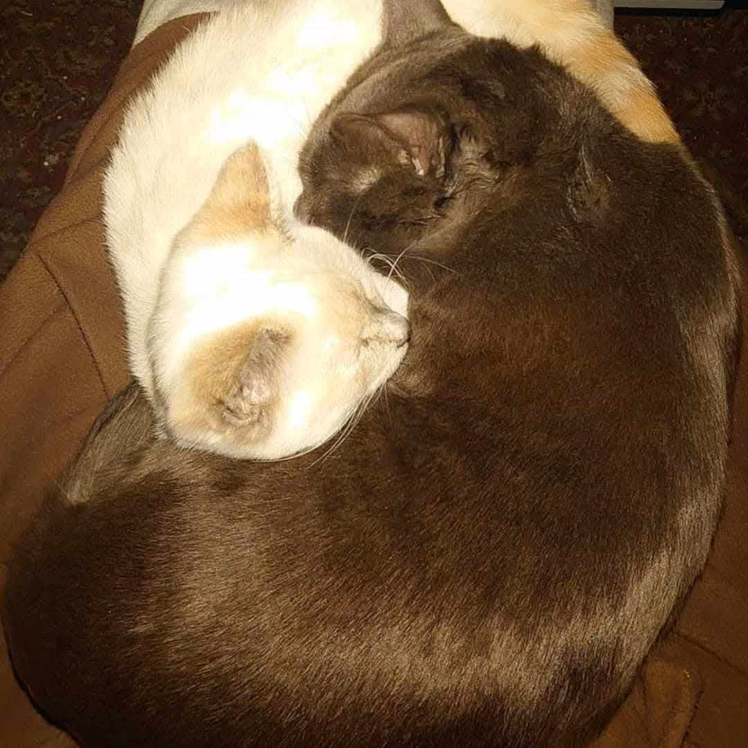 Vanille Et Grisou participe au concours pour gagner de l'argent avec cette photo : animal, bed, brown, cat, companion, cozy, curled_up, cute, domestic, feline, fur, indoor, pair, pets, relaxation, resting, sleeping, snuggle, warm, white