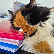 Miel participe au concours pour gagner de l'argent avec cette photo : cat, calico, sleeping, stack_of_papers, folders, desk, office, fluffy, closeup, resting, workspace, indoor, animal, pet, cute, whiskers, fur, relaxed, table, documents
