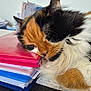 cat, calico, sleeping, stack_of_papers, folders, desk, office, fluffy, closeup, resting, workspace, indoor, animal, pet, cute, whiskers, fur, relaxed, table, documents