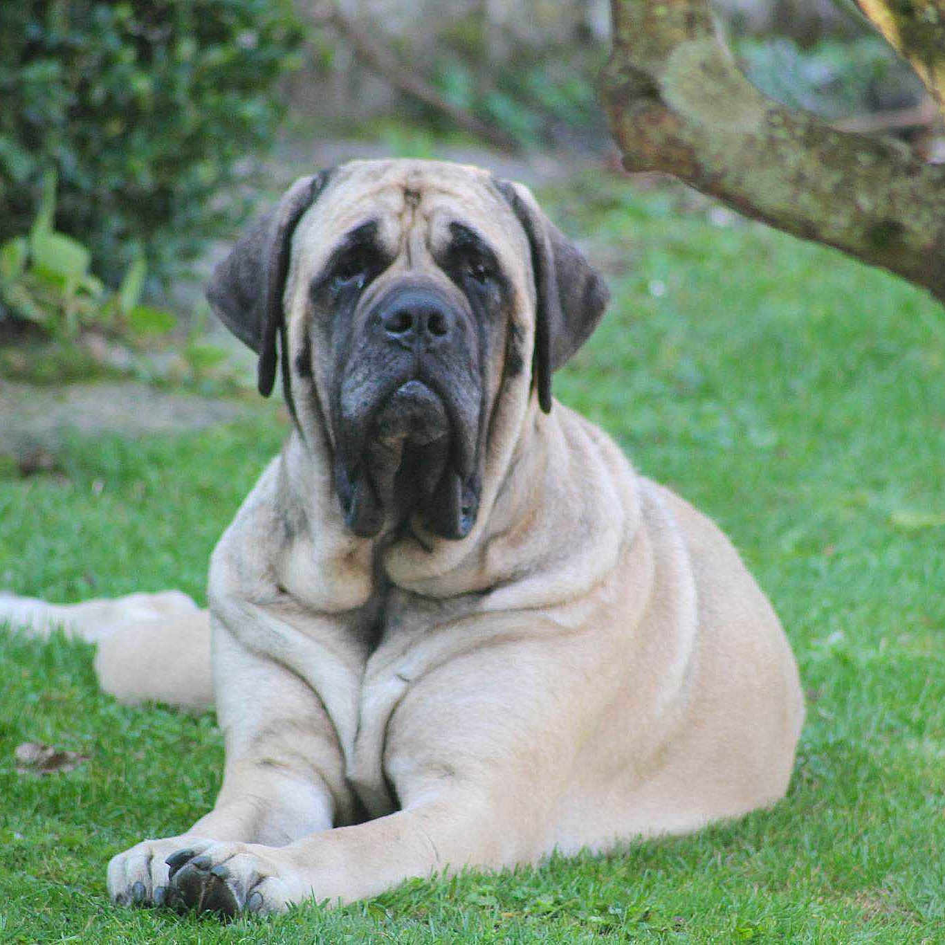 Falbala De La Louvagerie