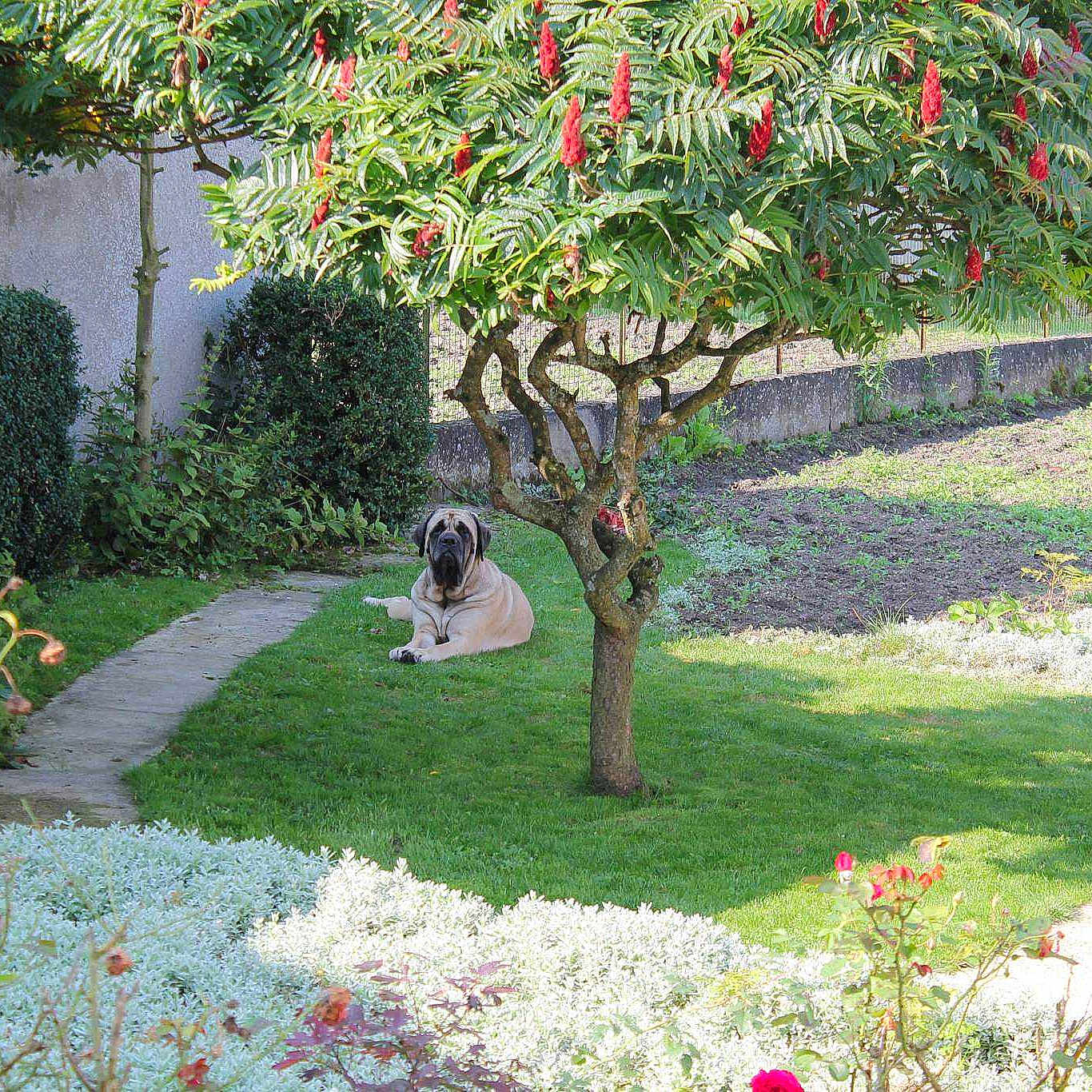 Falbala De La Louvagerie