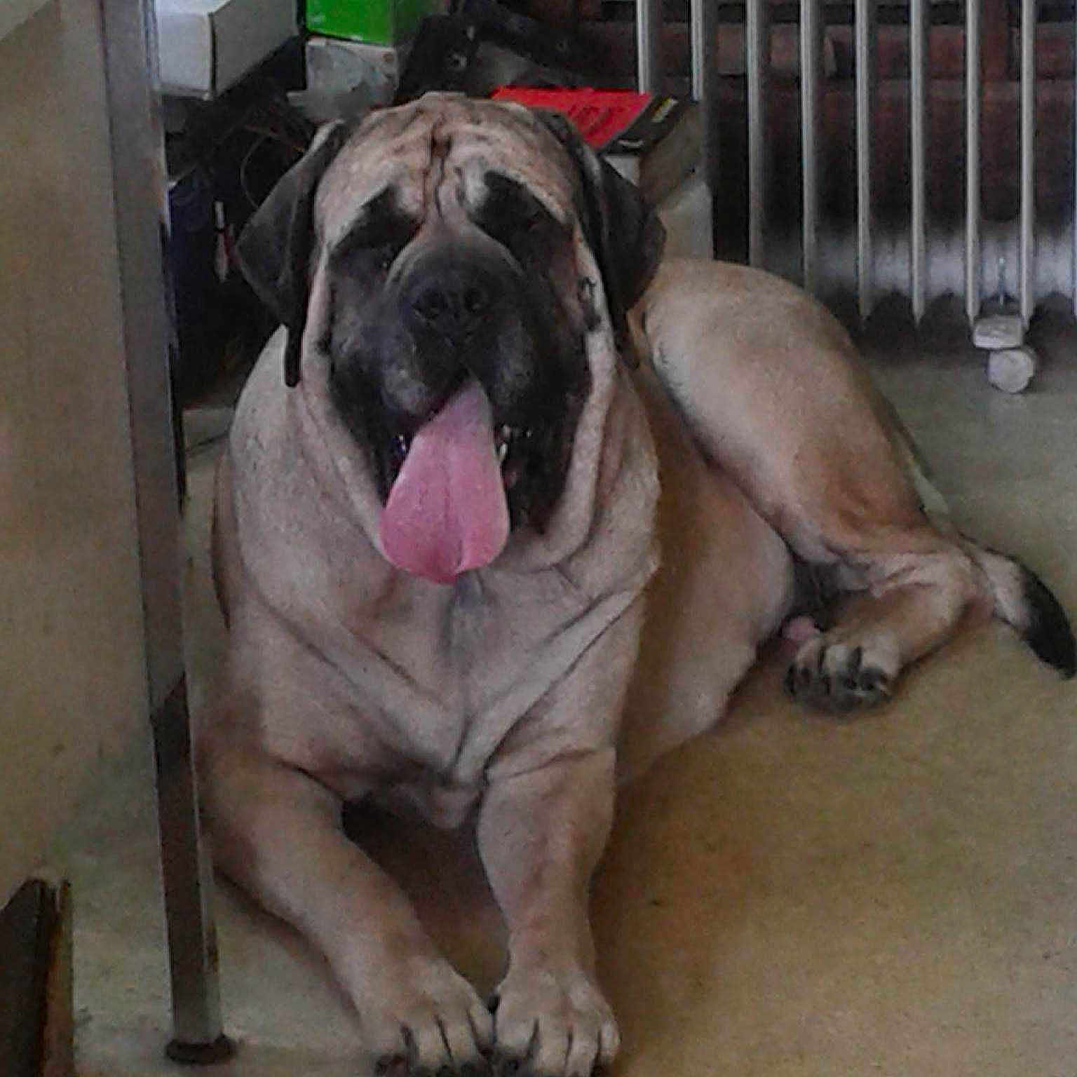 Falbala De La Louvagerie