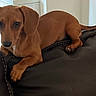 animal, brown, canine, companion, cute, dachshund, dog, domestic_animal, ears, fur, furniture, home, indoor, leather_couch, lying_down, paw, pet, relaxed, small_dog, tail