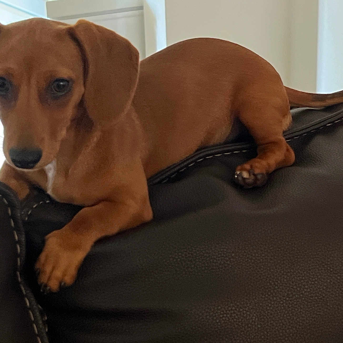 Peanut
