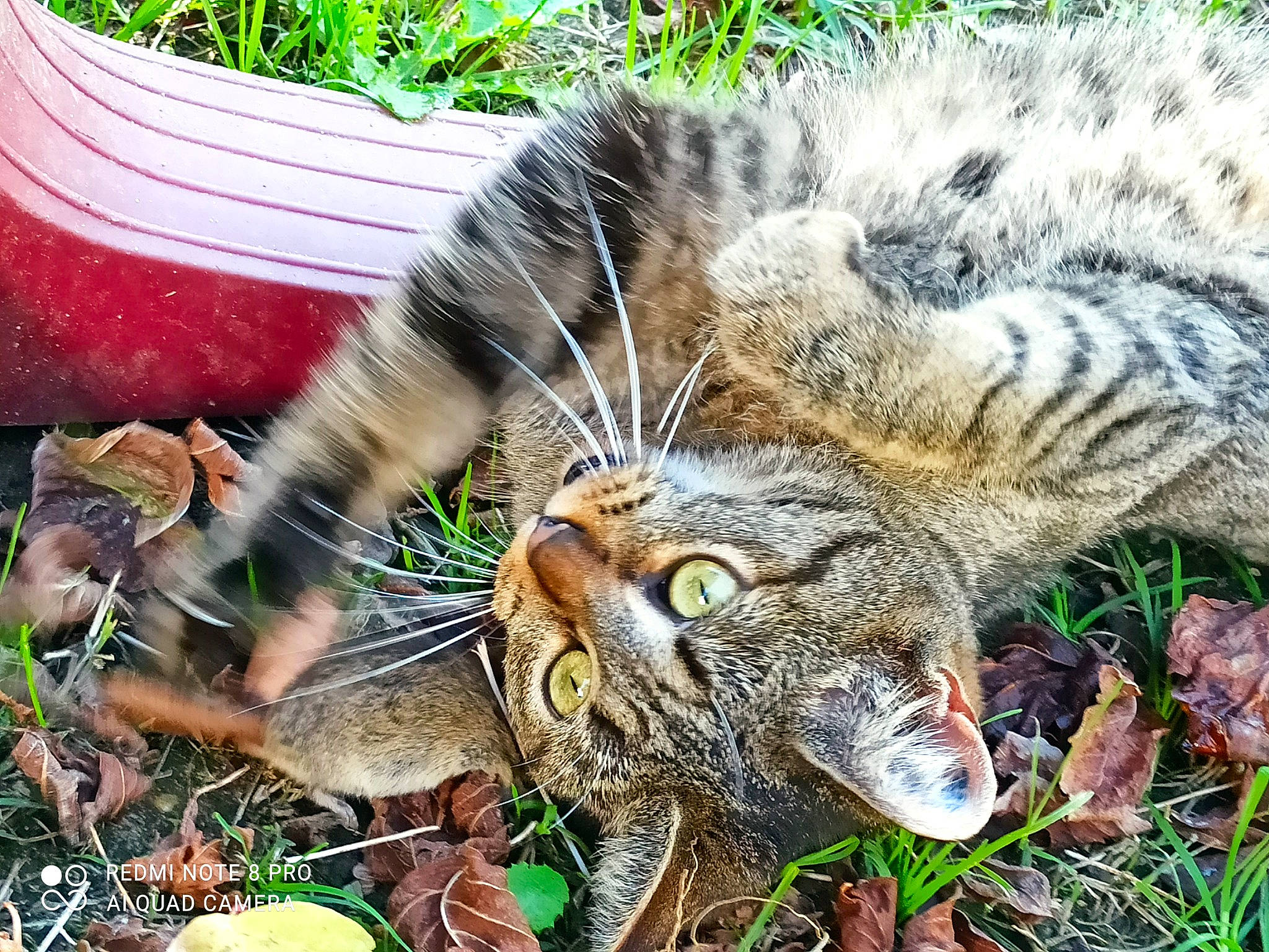 Nala participe au concours pour gagner de l'argent avec cette photo : carnivore, cat, claw, domestic_short_haired_cat, eye, fawn, felidae, flowerpot, fur, grass, groundcover, jungle, plant, small_to_medium_sized_cats, snout, tail, terrestrial_animal, terrestrial_plant, whiskers, wildlife