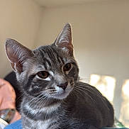 Nino participe au concours pour gagner de l'argent avec cette photo : cat, kitten, gray_tabby, whiskers, paws, ears, eyes, fur, denim, lap, indoor, sunlight, shadow, close_up, portrait, pet, cozy, domestic_animal, relaxed, home