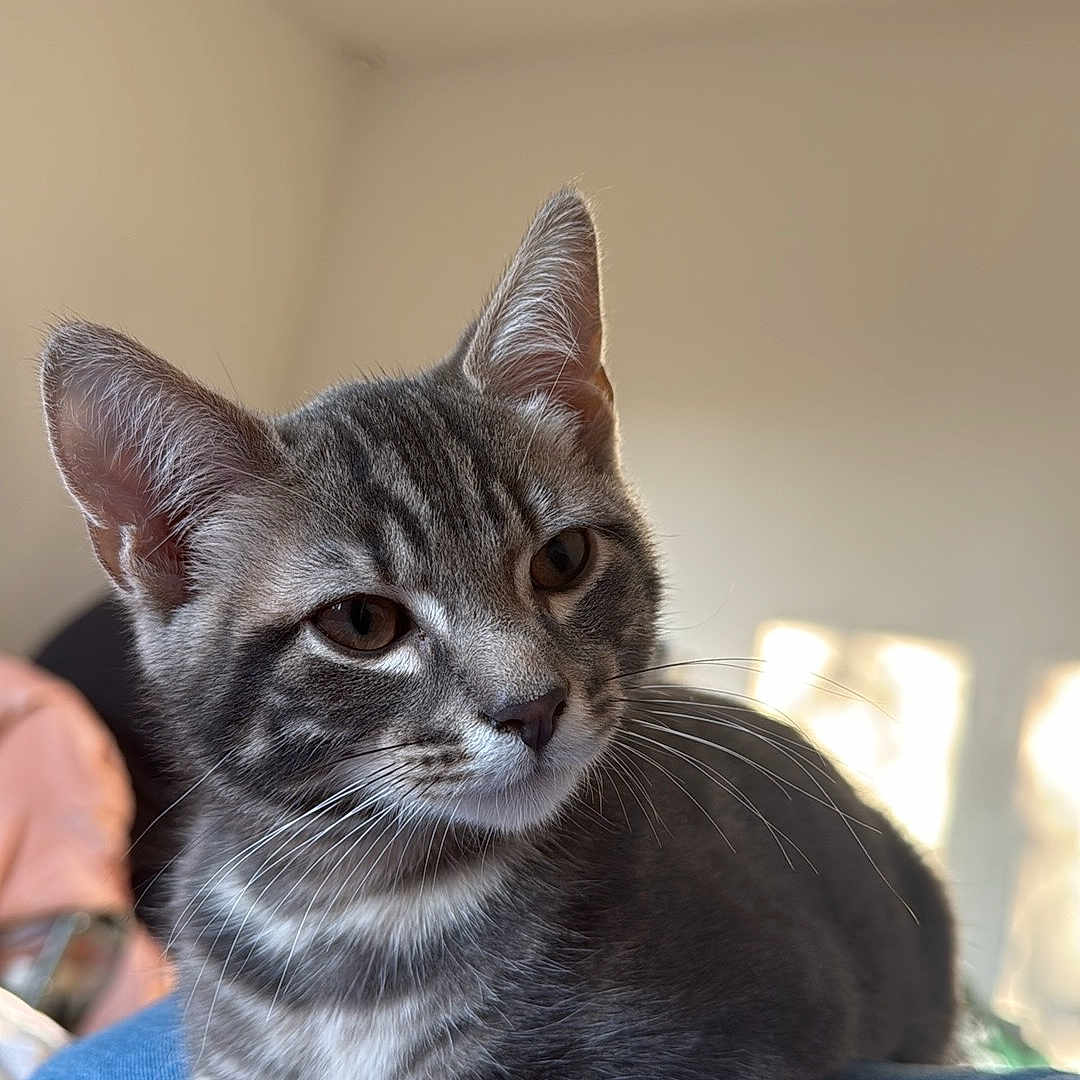 Nino participe au concours pour gagner de l'argent avec cette photo : cat, close_up, cozy, denim, domestic_animal, ears, eyes, fur, gray_tabby, home, indoor, kitten, lap, paws, pet, portrait, relaxed, shadow, sunlight, whiskers