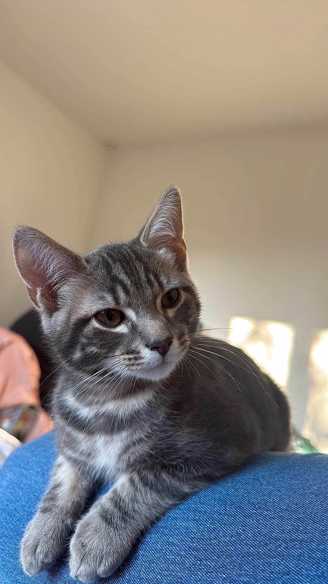Nino participe au concours pour gagner de l'argent avec cette photo : cat, kitten, gray_tabby, whiskers, paws, ears, eyes, fur, denim, lap, indoor, sunlight, shadow, close_up, portrait, pet, cozy, domestic_animal, relaxed, home