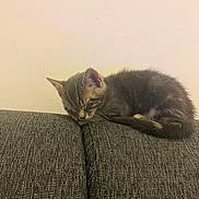 Nino participe au concours pour gagner de l'argent avec cette photo : adorable, cat, closeup, couch, cozy, domestic_animal, ear, fur, furniture, indoor, kitten, nap, pet, resting, sleeping, sofa, tabby, tail, wall, whiskers