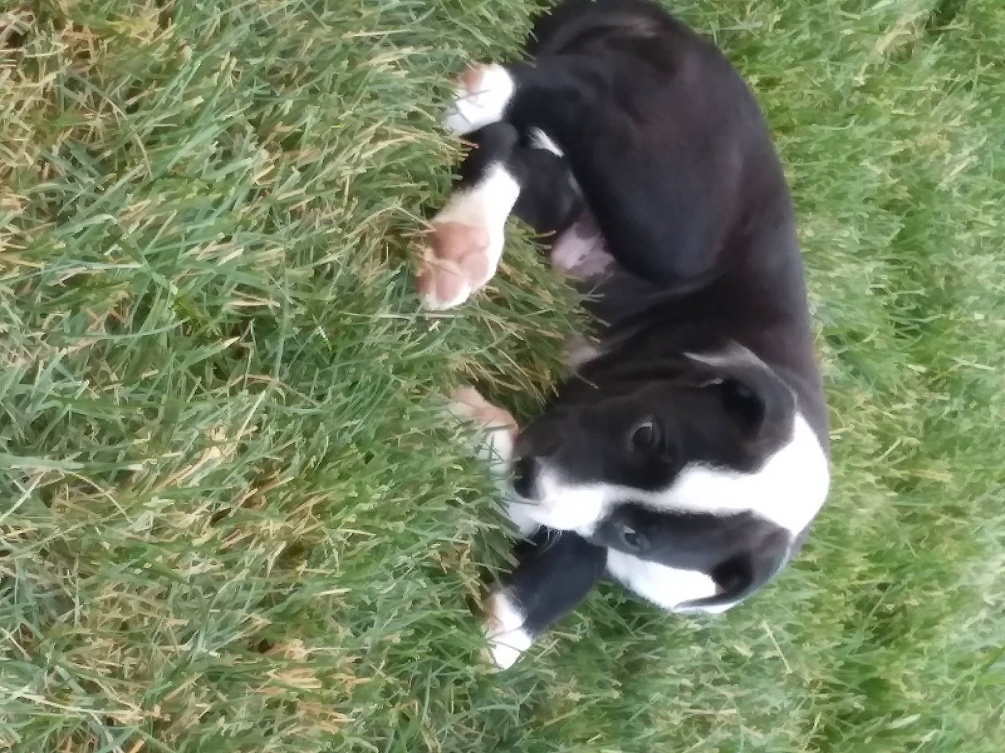 Milo joined the competition — help win amazing prizes! canidae, carnivore, companion_dog, dog, dog_breed, fur, grass, grassland, groundcover, herbaceous_plant, natural_material, non_sporting_group, plant, prairie, sedge_family, sporting_group, tail, terrestrial_animal, working_animal, working_dog