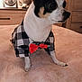 Teensy is registered to the contest to win money with this photo: dog, chihuahua, pet, clothing, bow_tie, shirt, bed, blanket, plush_toy, fan, indoor, furniture, wooden_drawer, cute, small_dog, animal, portrait, cozy, domestic, fur