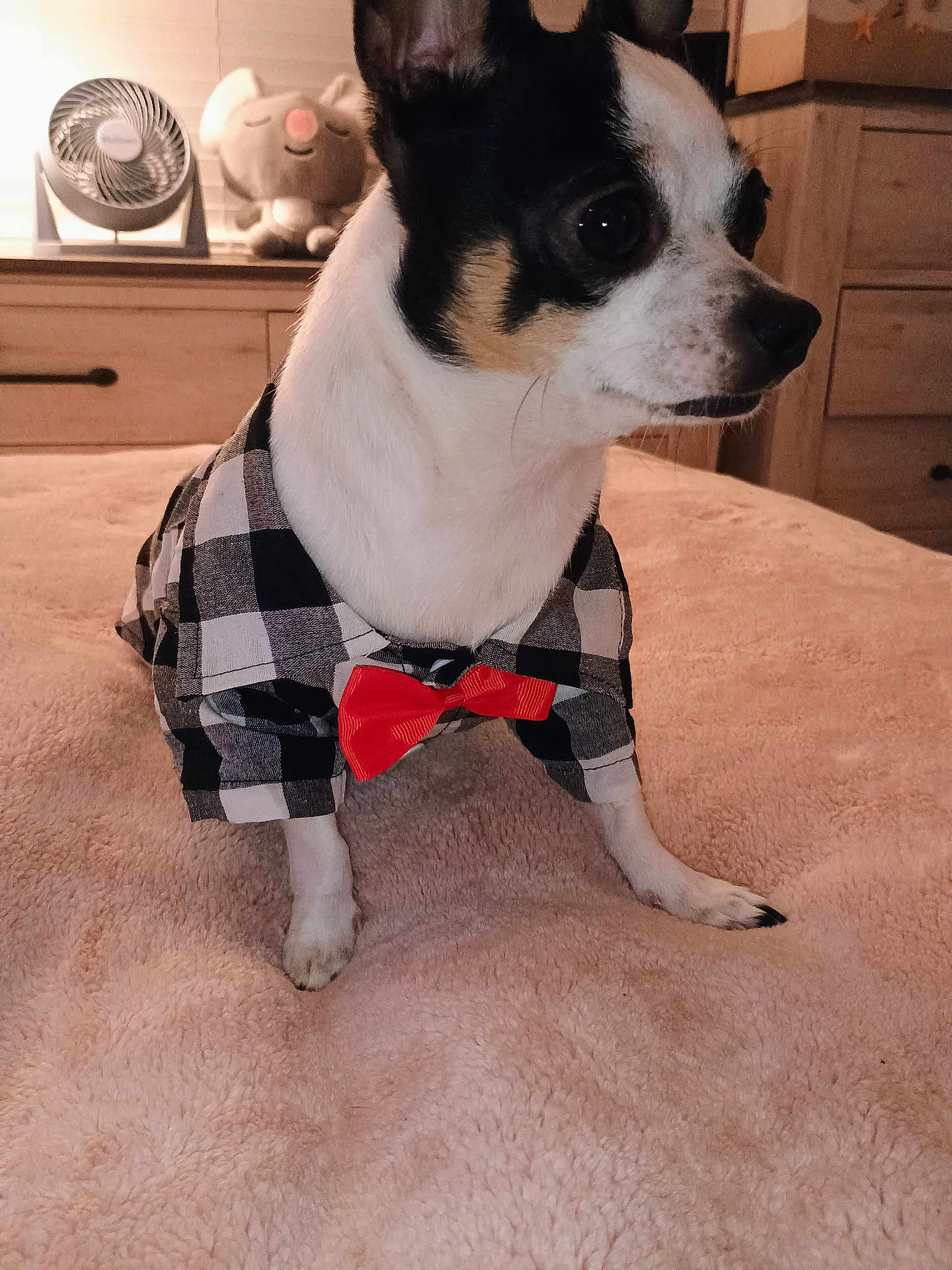 Teensy is registered to the contest to win money with this photo: dog, chihuahua, pet, clothing, bow_tie, shirt, bed, blanket, plush_toy, fan, indoor, furniture, wooden_drawer, cute, small_dog, animal, portrait, cozy, domestic, fur