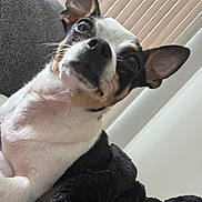 Teensy is registered to the contest to win money with this photo: dog, pet, small_dog, black_and_white, ears, eyes, blanket, couch, indoor, curious, fur, snout, whiskers, relaxed, companion, portrait, animal, home, cozy, window_blinds
