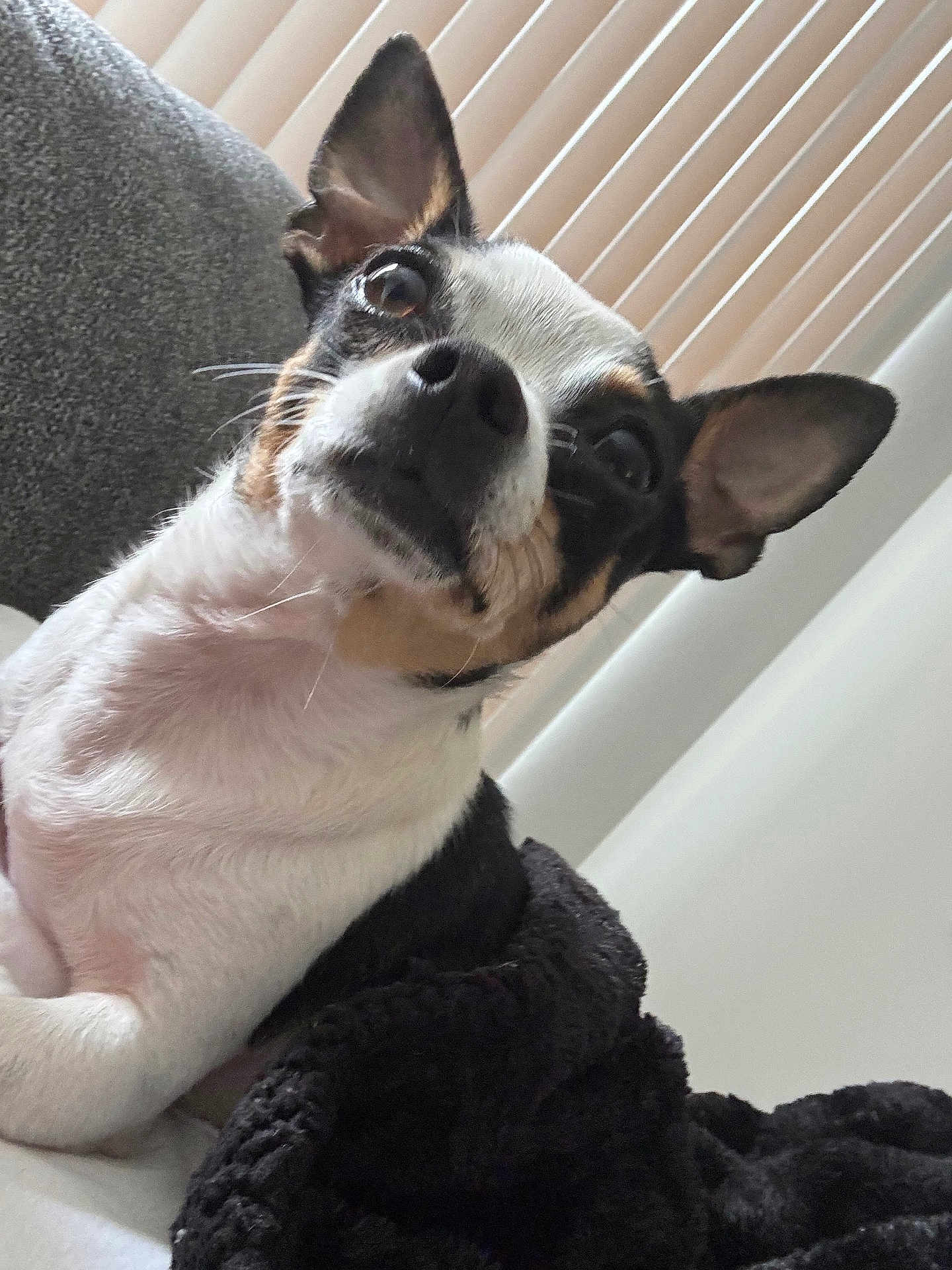 Teensy is registered to the contest to win money with this photo: animal, black_and_white, blanket, companion, couch, cozy, curious, dog, ears, eyes, fur, home, indoor, pet, portrait, relaxed, small_dog, snout, whiskers, window_blinds