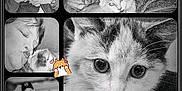 Kali is registered to the contest to win money with this photo: art, black_and_white, cat, collage, felidae, photo_caption, photography, photomontage, small_to_medium_sized_cats, stock_photography, whiskers