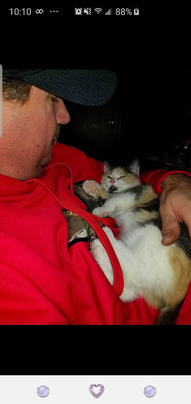 Kali joined the competition — help win amazing prizes! carnivore, cat, felidae, kitten, lap, person, small_to_medium_sized_cats