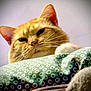 cat, ginger_cat, close_up, blanket, pattern, fur, whiskers, ears, pet, indoor, cute, animal, feline, face, expression, looking_down, soft, cozy, home, resting
