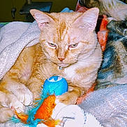 Olive Noel is registered to the contest to win money with this photo: cat, orange_tabby, toy, feathers, blanket, cozy, indoor, pet, feline, resting, fur, claws, ears, whiskers, bed, comfort, home, fan, cat_tree, relaxed