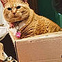cat, orange_tabby, pet, indoor, cardboard_box, collar, pink_tag, feline, curious, fur, whiskers, close_up, domestic_animal, household, box, animal, cute, portrait, sitting, looking