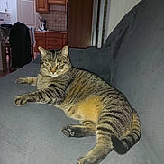 Soquette participe au concours pour gagner de l'argent avec cette photo : animal, apron, cat, couch, cute, domestic, fur, furniture, gray, home, indoor, kitchen, lying_down, paw, pet, relaxed, striped, tabby_cat, whiskers, wooden_cabinet