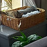 Soquette a rejoint le concours — aidez-le/la à gagner de superbes lots ! animal, basket, blanket, cat, cozy, curtains, domestic, furniture, home, indoor, leafy_plant, natural_light, peaceful, pet, plant, relaxed, resting, soft_light, tabby, window