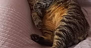 Soquette participe au concours pour gagner de l'argent avec cette photo : animal, cat, comfort, couch, cozy, domestic, fur, furniture, home, indoor, lounging, paws, pet, relaxation, resting, sleepy, soft, striped, tabby, whiskers