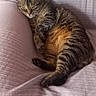 animal, cat, comfort, couch, cozy, domestic, fur, furniture, home, indoor, lounging, paws, pet, relaxation, resting, sleepy, soft, striped, tabby, whiskers