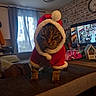 Soquette participe au concours pour gagner de l'argent avec cette photo : animal, brick_wall, cat, christmas, clock, costume, couch, curtains, fur, furniture, holiday, indoor, living_room, mammal, pet, santa_suit, tabby, television, toy_car, window