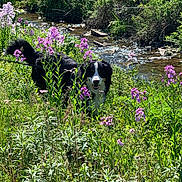 Ivy is registered to the contest to win money with this photo: dog, bernese_mountain_dog, black_and_white, animal, pet, outdoors, nature, wildflowers, meadow, creek, stream, water, greenery, forest, sunlight, portrait, happy, smiling, leash, scenic