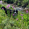 dog, bernese_mountain_dog, black_and_white, animal, pet, outdoors, nature, wildflowers, meadow, creek, stream, water, greenery, forest, sunlight, portrait, happy, smiling, leash, scenic