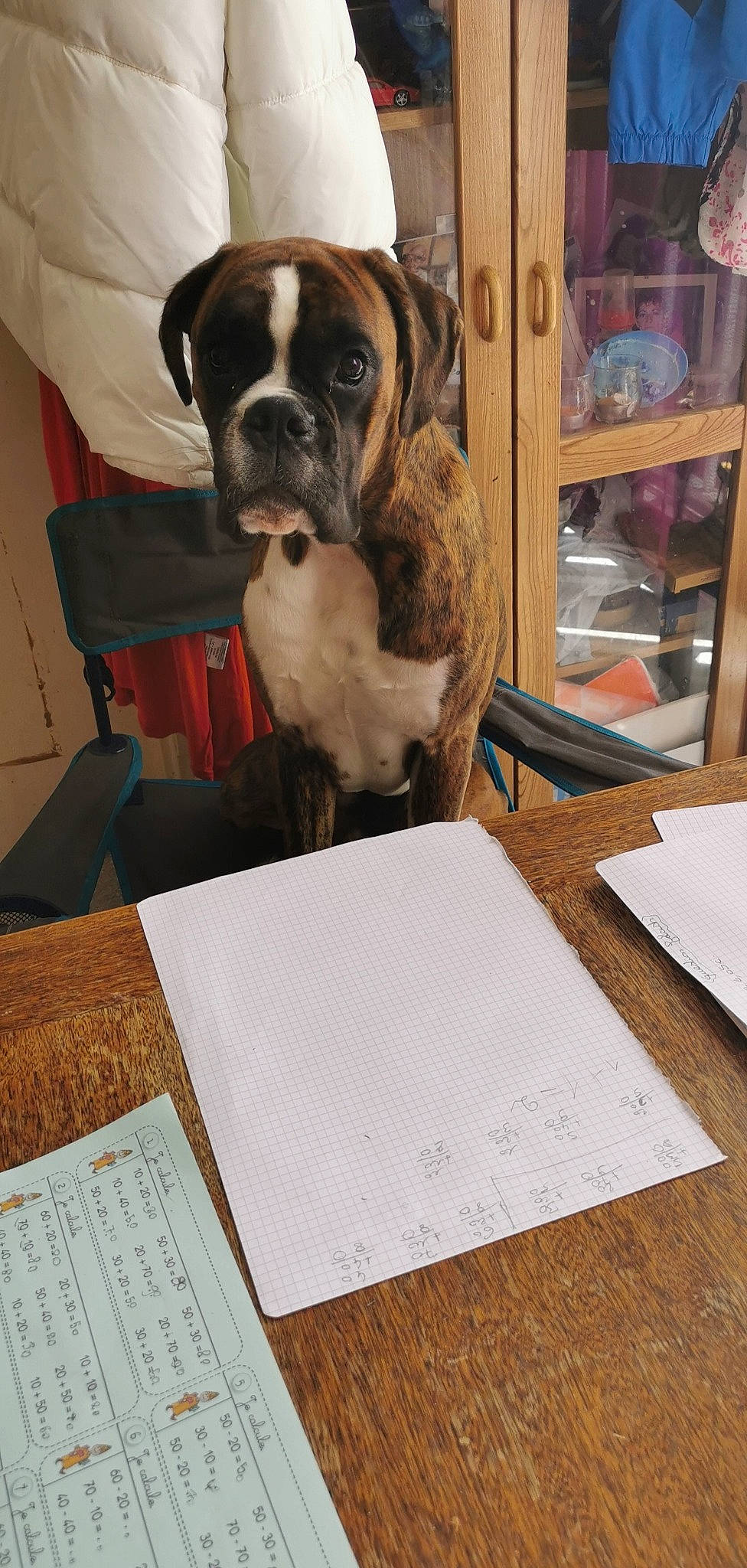 Powell a rejoint le concours — aidez-le/la à gagner de superbes lots ! american_bulldog, australian_bulldog, boerboel, boxer, bulldog, canidae, carnivore, companion_dog, dog, dog_breed, fawn, mammal, molosser, non_sporting_group, old_english_bulldog, olde_english_bulldogge, renascence_bulldogge, snout, sporting_group, valley_bulldog