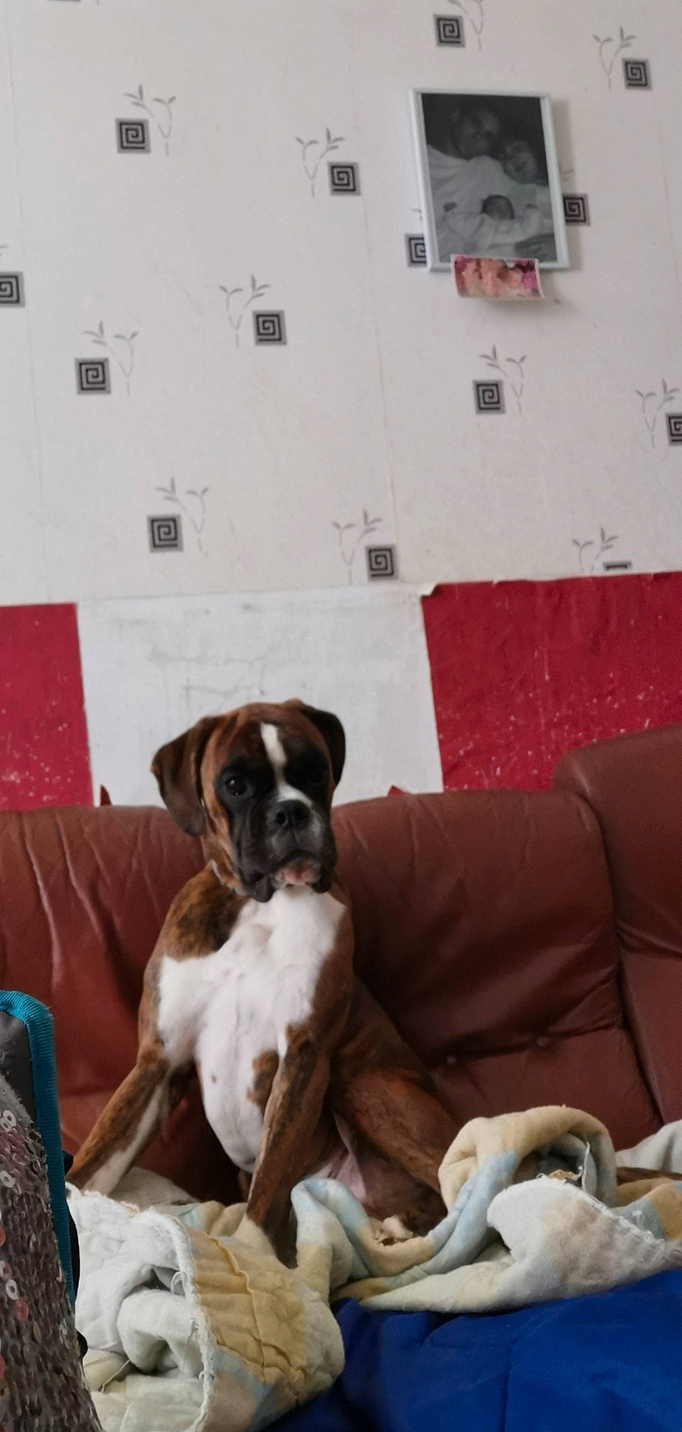 Powell participe au concours pour gagner de l'argent avec cette photo : boxer, canidae, carnivore, companion_dog, dog, dog_breed, fawn, mammal, non_sporting_group, puppy, snout, sporting_group, vertebrate