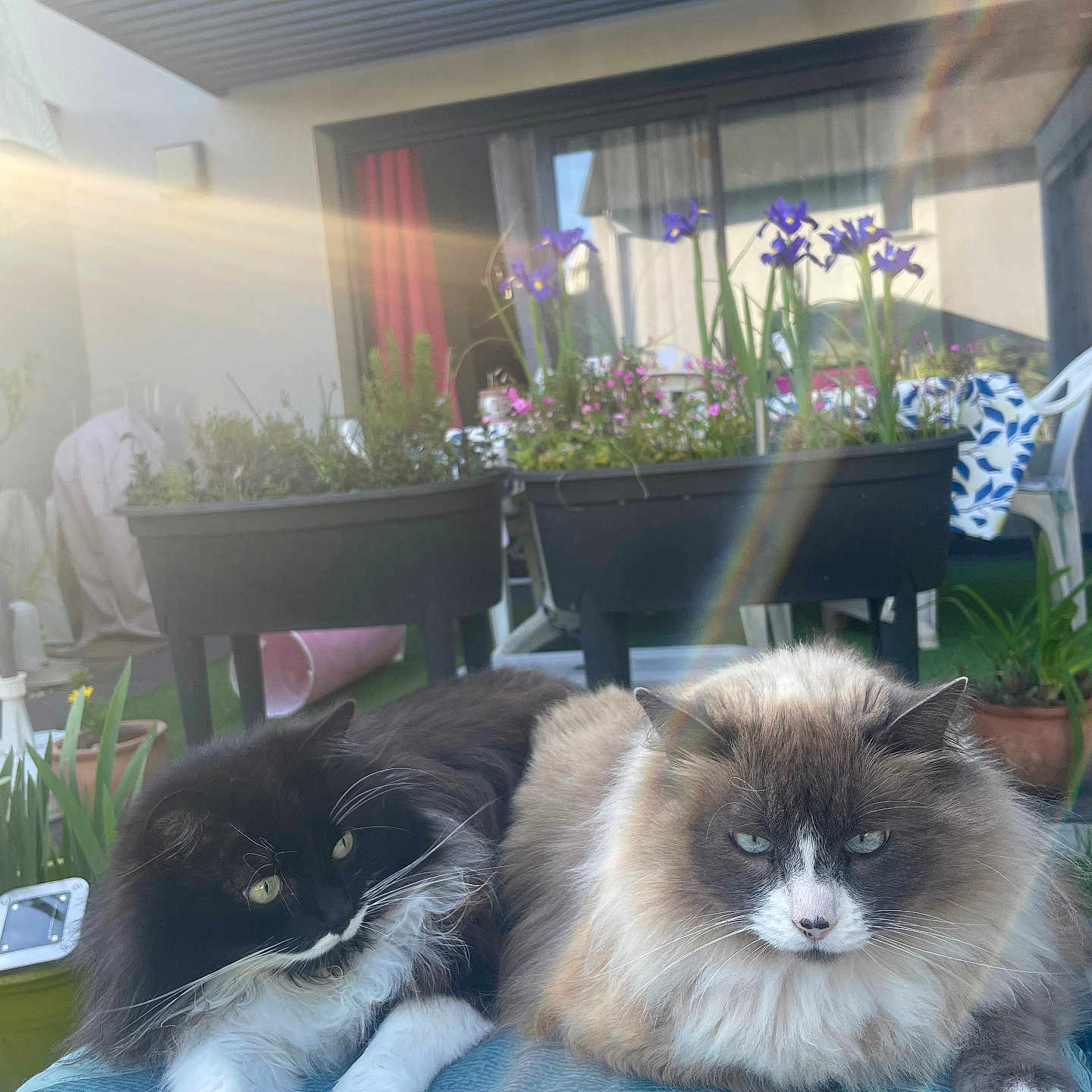 Poly a rejoint le concours — aidez-le/la à gagner de superbes lots ! animal, backyard, cat, chair, daylight, feline, flower_pot, fluffy_cat, garden, greenery, lens_flare, long_hair, nature, outdoor, pet, purple_flower, relaxing, resting, sunlight, table