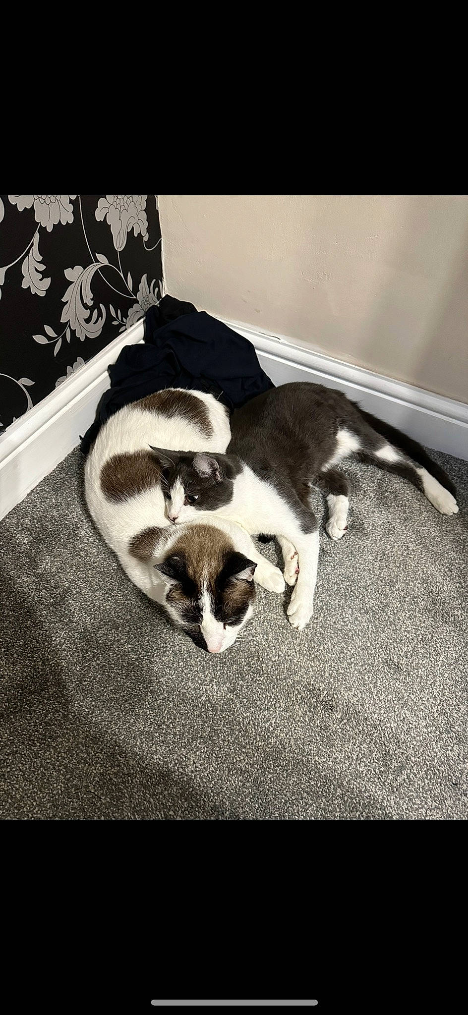 Rocky joined the competition — help win amazing prizes! black_and_white, carnivore, comfort, companion_dog, dog, dog_breed, felidae, flooring, mammal, monochrome, monochrome_photography, paw, small_to_medium_sized_cats, snout, style, tail, tints_and_shades, vertebrate, whiskers, working_animal