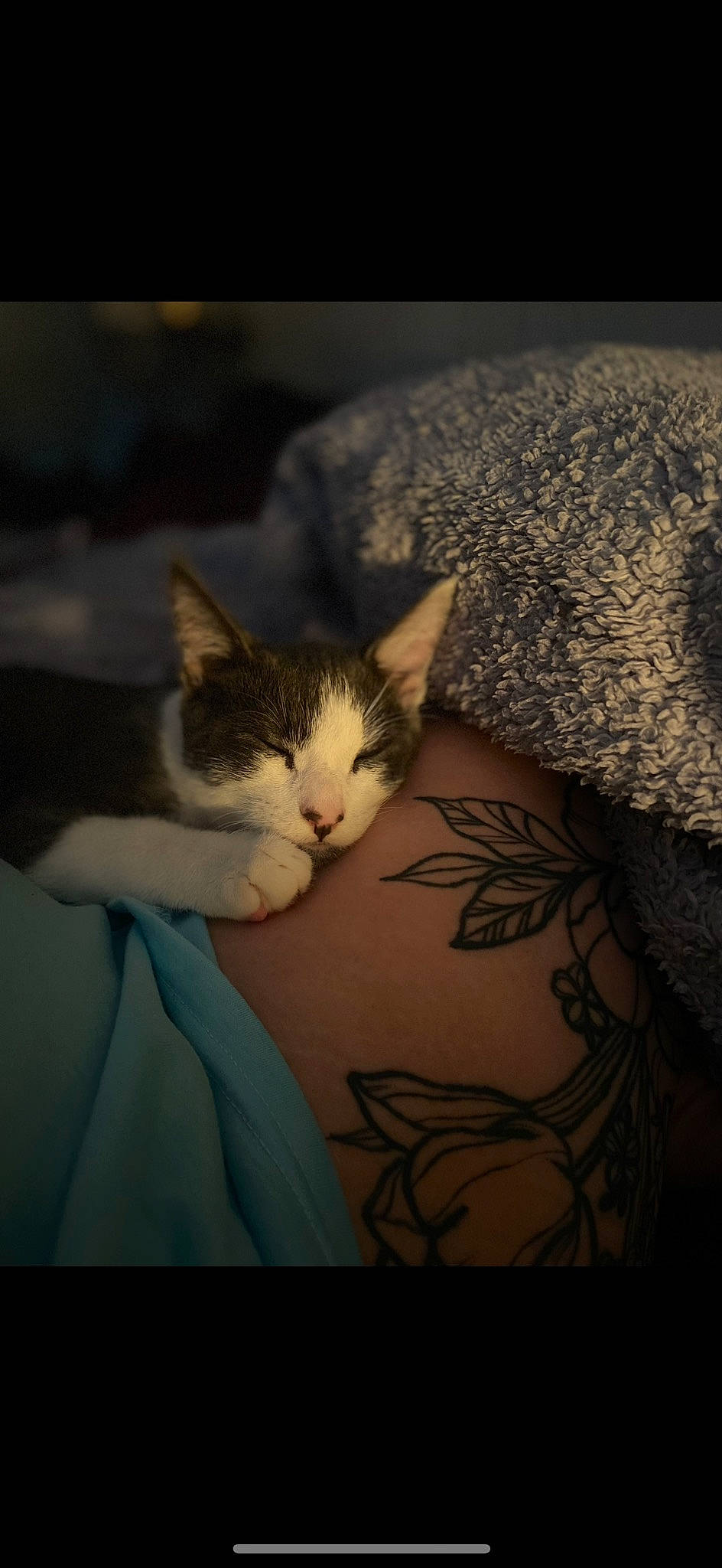 Rocky joined the competition — help win amazing prizes! carnivore, cat, comfort, darkness, domestic_short_haired_cat, elbow, eyelash, felidae, flesh, fur, human_body, human_leg, pattern, paw, small_to_medium_sized_cats, tail, tattoo, temporary_tattoo, tree, whiskers