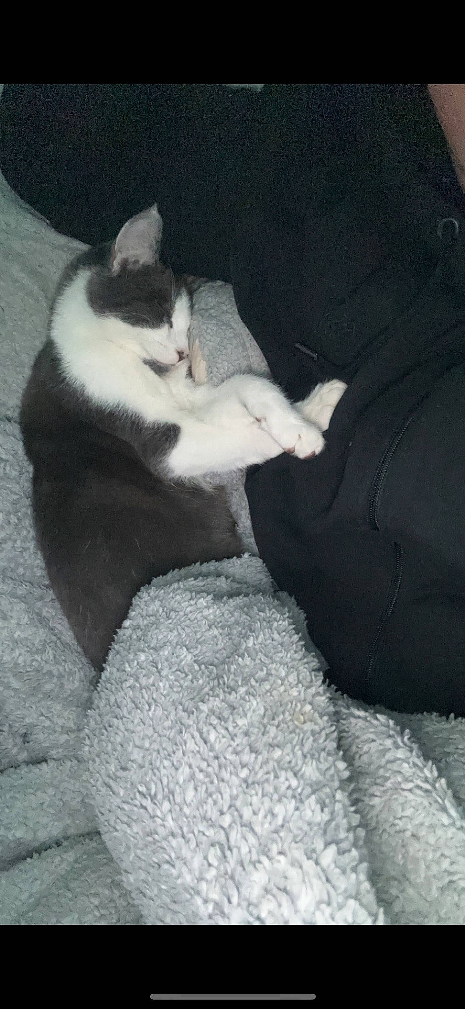 Rocky is registered to the contest to win money with this photo: cat, comfort, domestic_short_haired_cat, felidae, foot, fur, grey, human_leg, lap, monochrome, monochrome_photography, nap, paw, shadow, sitting, small_to_medium_sized_cats, tail, tints_and_shades, vertebrate, whiskers